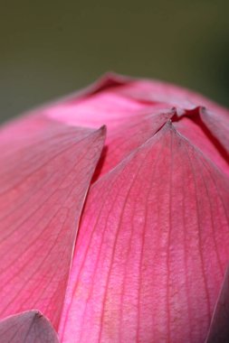 11 Haziran 2005, Yuen Long Park 'taki Lotus, Hk.