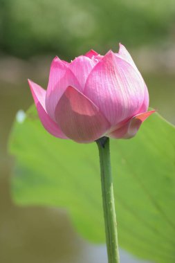 11 Haziran 2005, Yuen Long Park 'taki Lotus, Hk.