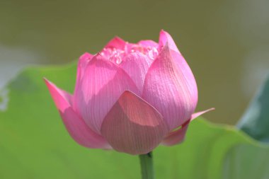 11 Haziran 2005, Yuen Long Park 'taki Lotus, Hk.