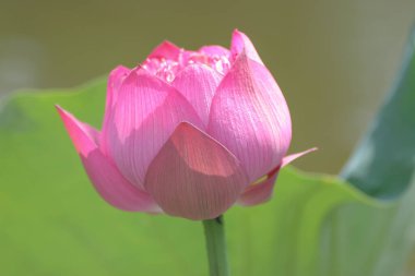 11 Haziran 2005, Yuen Long Park 'taki Lotus, Hk.