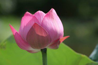 11 Haziran 2005, Yuen Long Park 'taki Lotus, Hk.