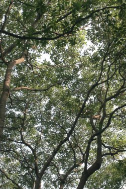 Ağaç, çayır ve güneşli doğal bir çerçeve.