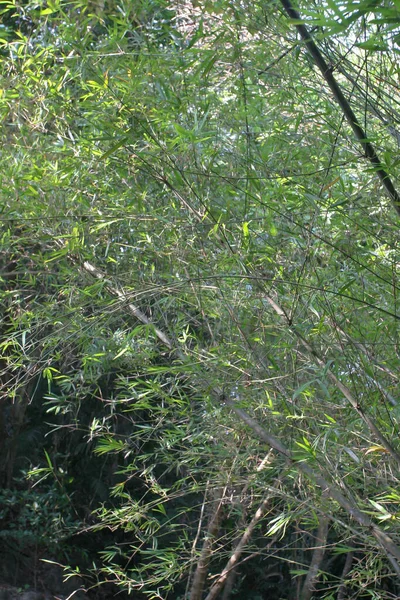 green bamboo trees. Japanese bamboo forest in spring seen from below