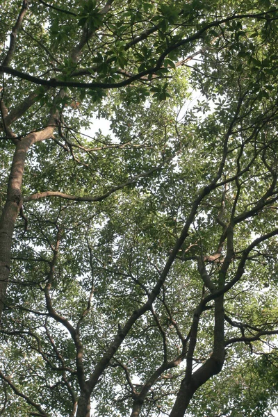 Ağaç, çayır ve güneşli doğal bir çerçeve.