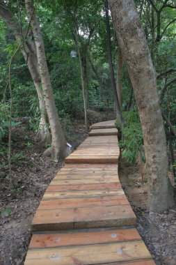 Çam ve ağaçlarla kaplı yeşil orman, ağaçların arasındaki patika.