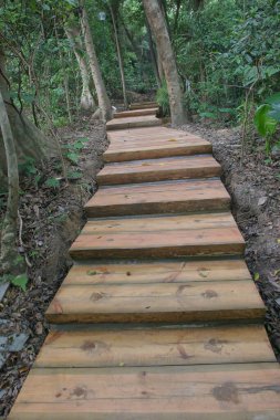 Çam ve ağaçlarla kaplı yeşil orman, ağaçların arasındaki patika.