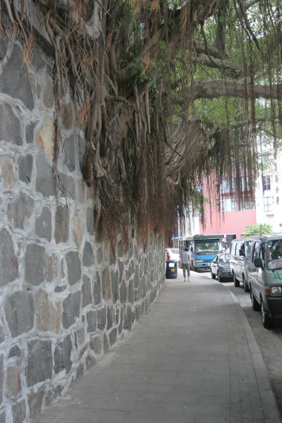 Heinäkuuta 2005 Muuraus Wall Trees Hollywood Road Sheung Wan Tiiliseinä — kuvapankkivalokuva