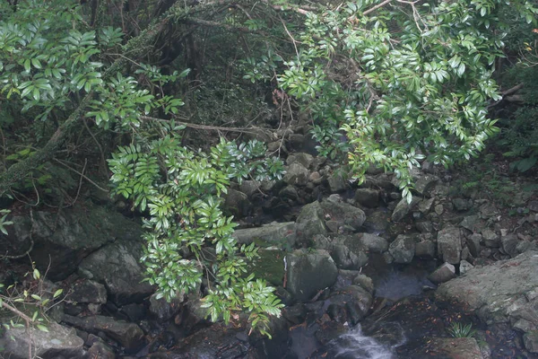 Juli 2005 Naturen Landskapet Sommaren Hong Kong — Stockfoto