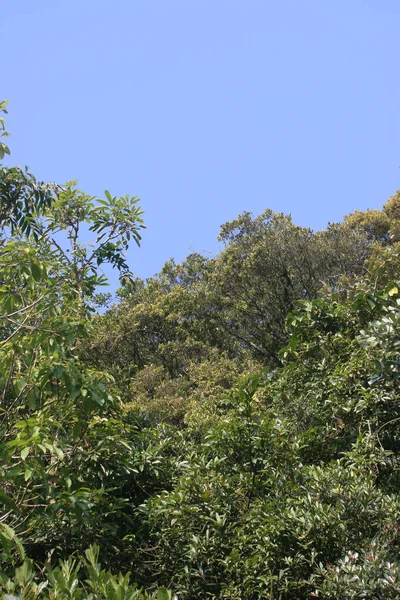 Juli 2005 Het Natuurlandschap Zomer Hong Kong — Stockfoto