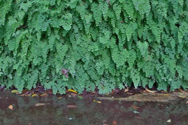 2 Nisan 2021 'de eğrelti otu taştan duvarın arkasında duruyor.