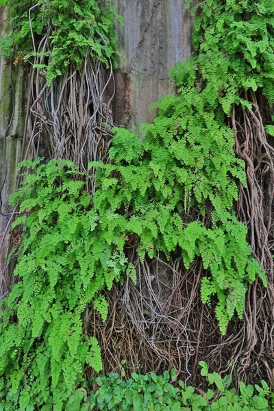 April 2021 Fern Leaves Background Stone Wall — Stock Photo, Image