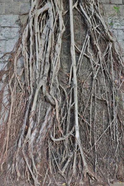 Απριλίου 2021 Αναρριχητικό Φυτό Κισσού Πρώην Πέτρινο Τοίχο Τις Ρίζες — Φωτογραφία Αρχείου