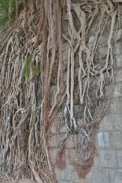 Απριλίου 2021 Αναρριχητικό Φυτό Κισσού Πρώην Πέτρινο Τοίχο Τις Ρίζες — Φωτογραφία Αρχείου