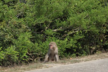 Wii Maymun Kam Shan Şehir Parkı, Kowloon