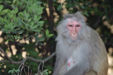 Wii Maymun Kam Shan Şehir Parkı, Kowloon