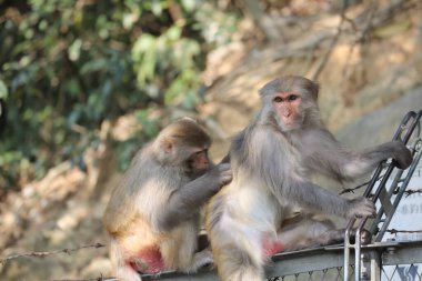 Wii Maymun Kam Shan Şehir Parkı, Kowloon