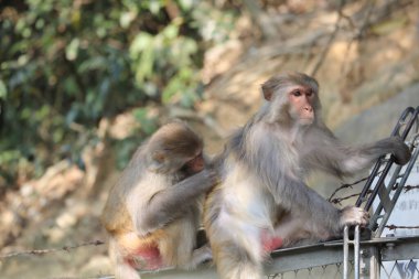 Wii Maymun Kam Shan Şehir Parkı, Kowloon