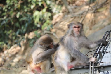 Wii Maymun Kam Shan Şehir Parkı, Kowloon