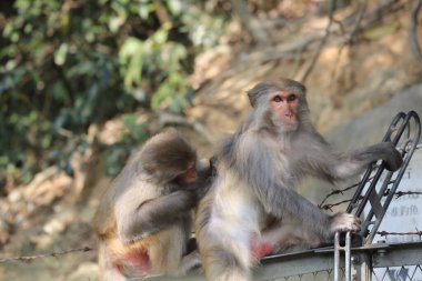 Wii Maymun Kam Shan Şehir Parkı, Kowloon