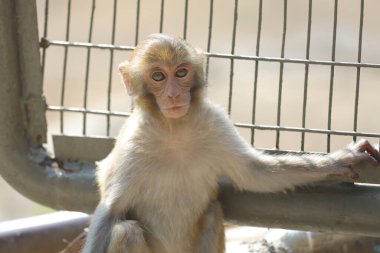 Wii Maymun Kam Shan Şehir Parkı, Kowloon