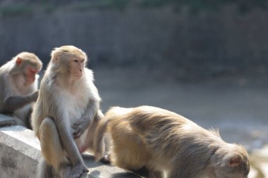 Wii Maymun Kam Shan Şehir Parkı, Kowloon