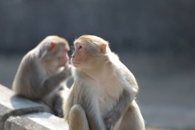 Wii Maymun Kam Shan Şehir Parkı, Kowloon