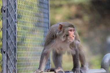Wii Maymun Kam Shan Şehir Parkı, Kowloon