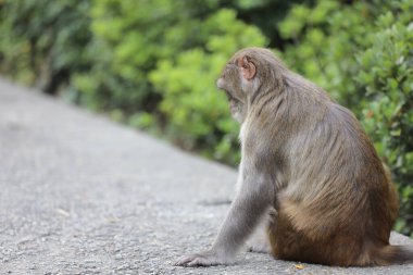Wii Maymun Kam Shan Şehir Parkı, Kowloon