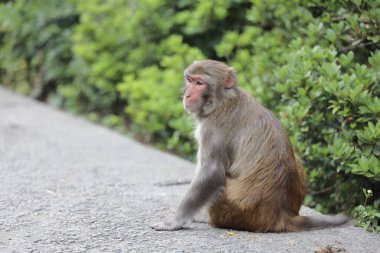 Wii Maymun Kam Shan Şehir Parkı, Kowloon