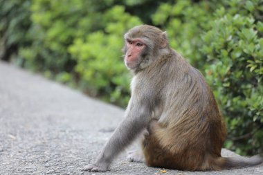 Wii Maymun Kam Shan Şehir Parkı, Kowloon