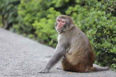 Wii Maymun Kam Shan Şehir Parkı, Kowloon