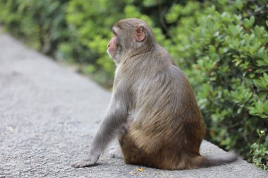 Wii Maymun Kam Shan Şehir Parkı, Kowloon