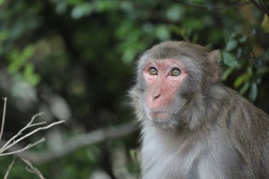 Wii Maymun Kam Shan Şehir Parkı, Kowloon