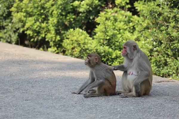 Wilild Monkey Kam Shan Country Park Kowloon — Stok Foto