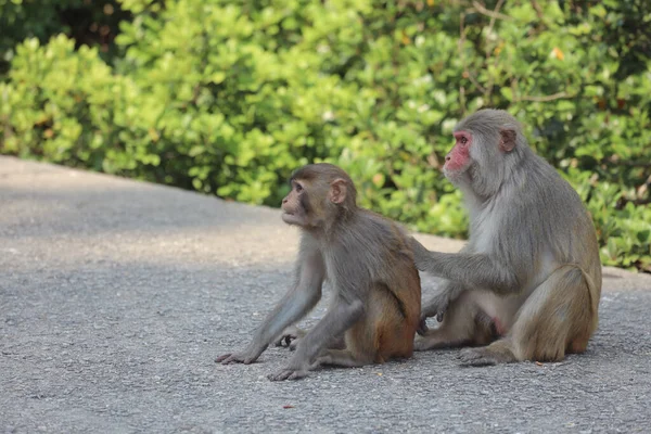 Wiild Macaco Kam Shan Country Park Kowloon — Fotografia de Stock