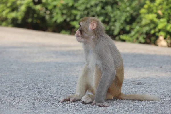 Wild Monkey Kam Shan Country Park Kowloon — Stockfoto