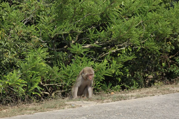 Wiild Monkey Kam Shan Country Park Kowloon — Stock Photo, Image