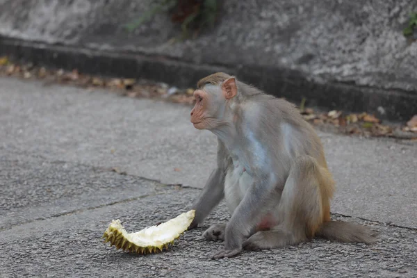 the wiild Monkey eat Durio In Kam Shan Country Park