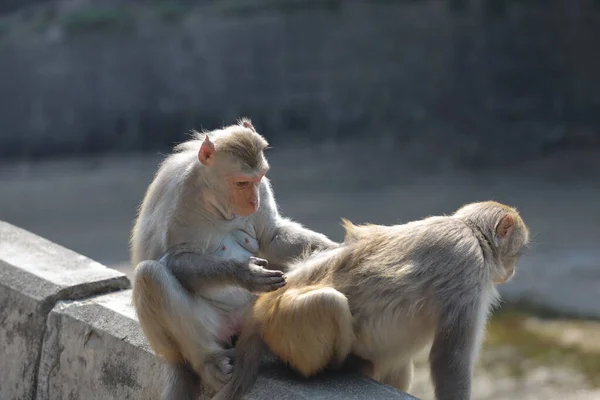 Wilild Monkey Kam Shan Country Park Kowloon — Stok Foto