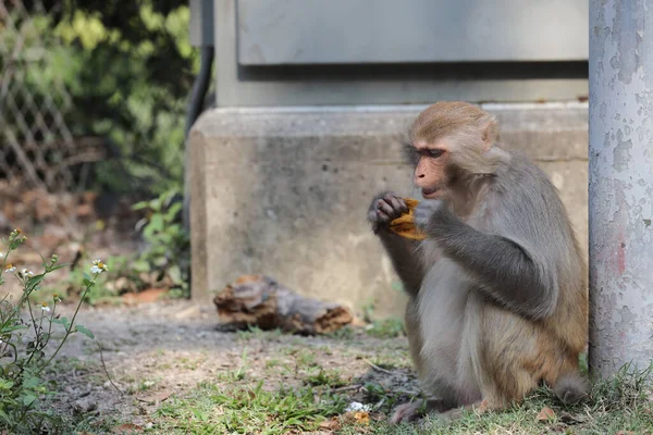 Wiild Macaco Kam Shan Country Park Kowloon — Fotografia de Stock