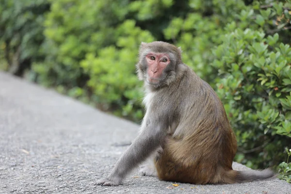 Wiild Macaco Kam Shan Country Park Kowloon — Fotografia de Stock