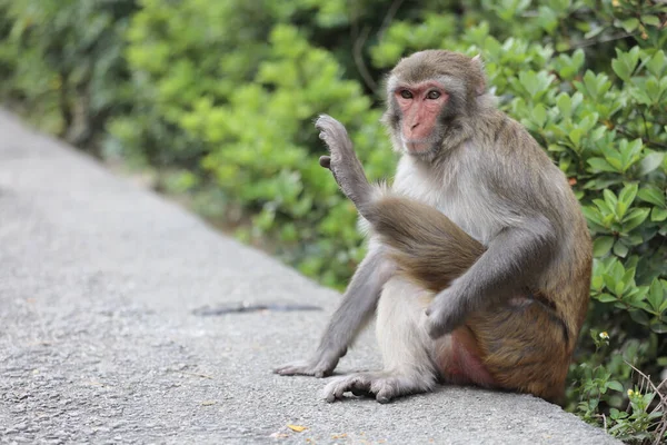 Wild Monkey Kam Shan Country Park Kowloon — Stockfoto