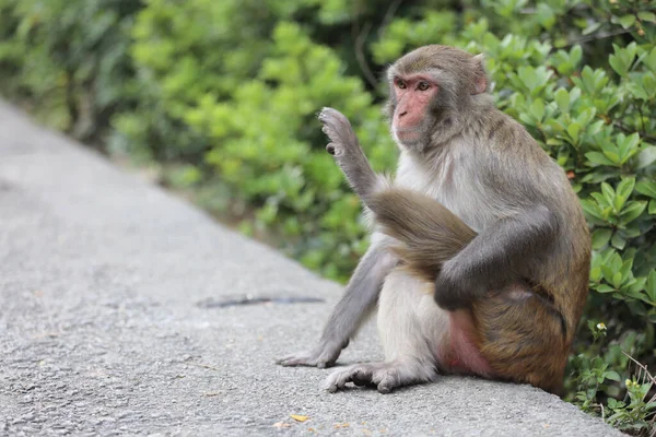 Wild Monkey Kam Shan Country Park Kowloon — Stockfoto