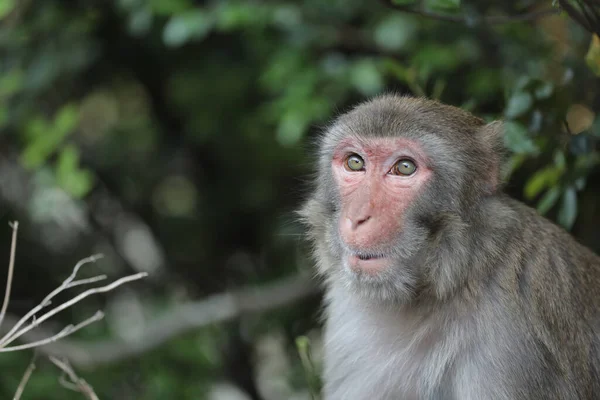 Wild Monkey Kam Shan Country Park Kowloon — Stockfoto