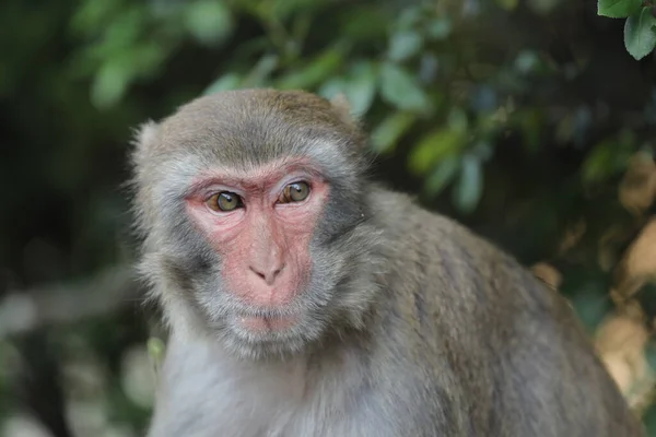 Wild Monkey Kam Shan Country Park Kowloon — Stockfoto