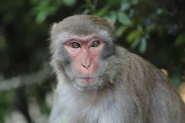 Wild Monkey Kam Shan Country Park Kowloon — Stockfoto