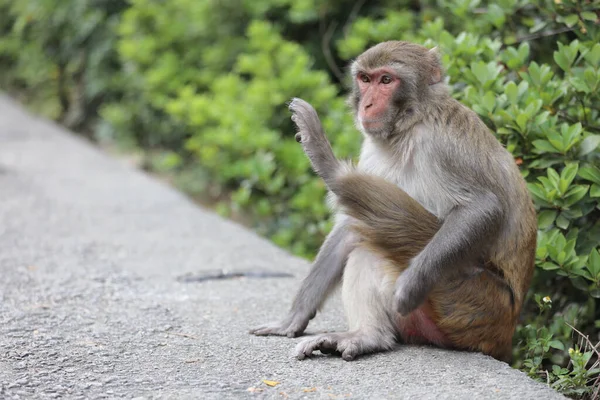 Wiild Macaco Kam Shan Country Park Kowloon Imagem De Stock