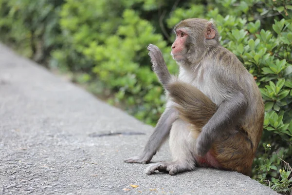 Wiild Macaco Kam Shan Country Park Kowloon Fotografias De Stock Royalty-Free