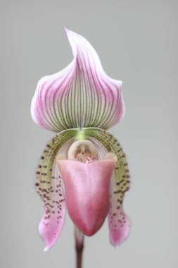 Güzel orkide çiçeği açan, güzel çiçek bahçesi