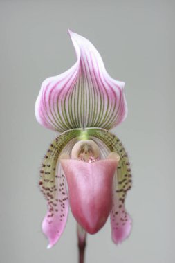 Güzel orkide çiçeği açan, güzel çiçek bahçesi